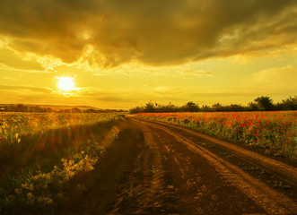  dirt Road among the fields and flowers of red poppies in a hilly area at sunset. Twilight, soft sunlight.
