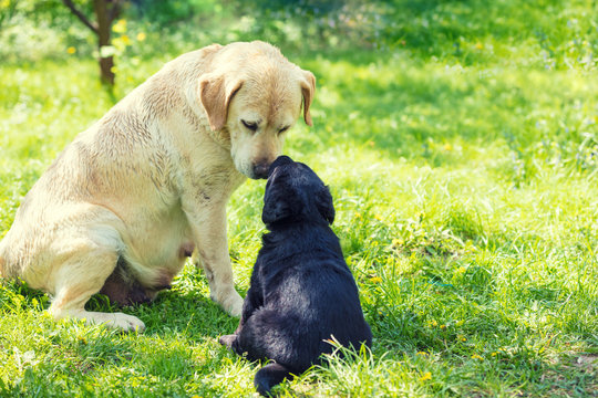 Two Labrador Retriever Dogs Sitting On The Grass In The Garden In Summer. Mother Dog And Little Puppy Sniff To Each Other