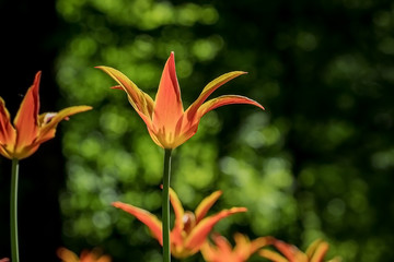 Tulips in the Central Park of culture and recreation in St. Petersburg.
