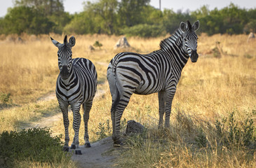 Obraz premium 2 Zebras in der Steppe bei warmen Abendlicht