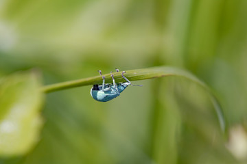 Small Turquoise Beetle 