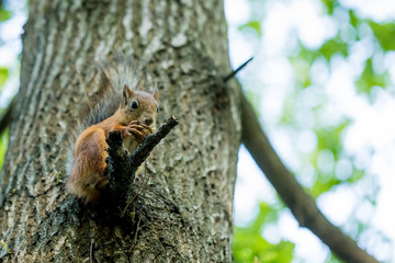 Squirrel nibbles nut in the Central Park of culture and recreation in St. Petersburg.