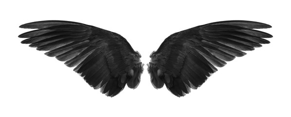 back of black wings isolated on white background