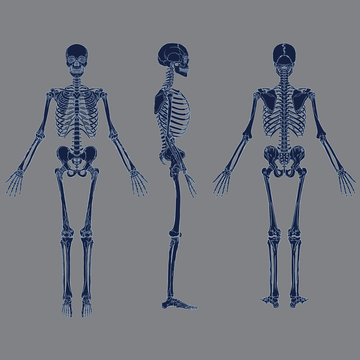 Negative human skeleton chart blue color vector