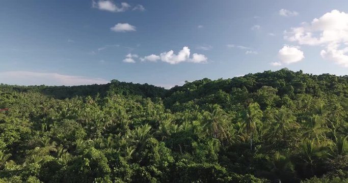 Aerial drone view forward dolly over coconut tree jungle and mountains with blue sky