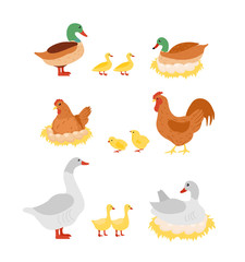 Vector illustration set of poultry. Hen, cock, duck and goose, chicken on eggs on the nests in cartoon flat design.