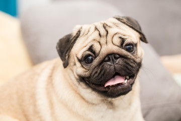 Obraz premium cute pug dog have a question and making funny face,Selective focus