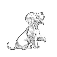 Vector hand drawn illustration with small puppy of basset hound isolated on white. Cute dog