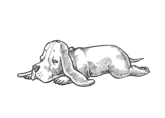 Vector hand drawn illustration with small puppy of basset hound isolated on white. Cute dog