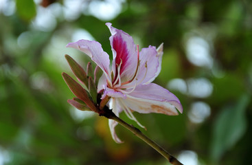 flower of an orchid tree