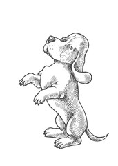 Vector hand drawn illustration with small puppy of basset hound isolated on white. Cute dog
