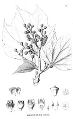 Fototapeta premium Illustration of plant