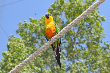 



Loro, pájaro tropical en el zoologico de Barcelona






Loro, pájaro tropical en el zoologico de Barcelona


