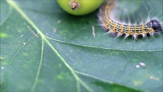 caterpillar macro, Phalera bucephala, Raupe Mondvogel
