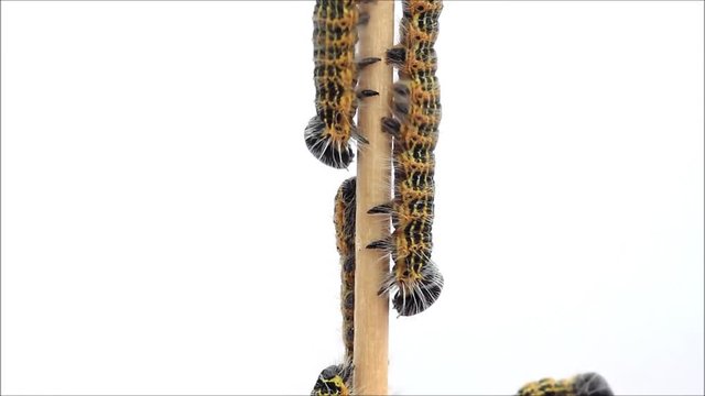 caterpillar macro, Phalera bucephala, Raupe Mondvogel
