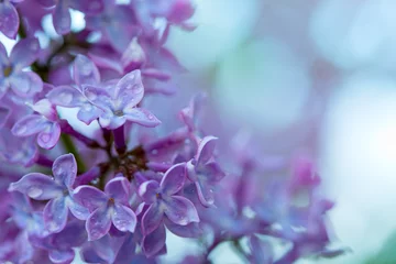 Wall murals Lilac Branch of blossoming lilac isolated on blue.