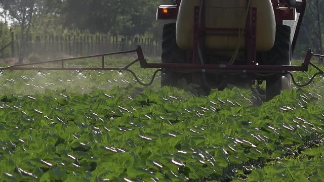 Agricultural tractor with crop sprayer attached spraying pesticides on sunflower plants in cultivated field