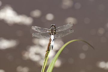 libellule déprimée