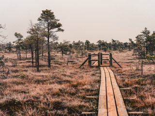 Pine Trees in Field of Kemeri moor in Latvia With a Footbridge Between them - vintage look edit