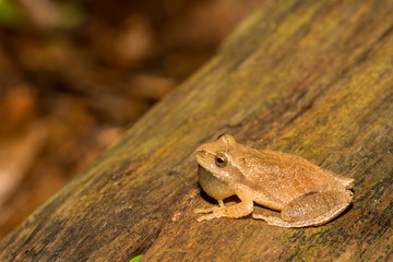 Northern Spring Peeper (Pseudacris crucifer)