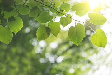 Fototapeta na wymiar nature background with green leaves