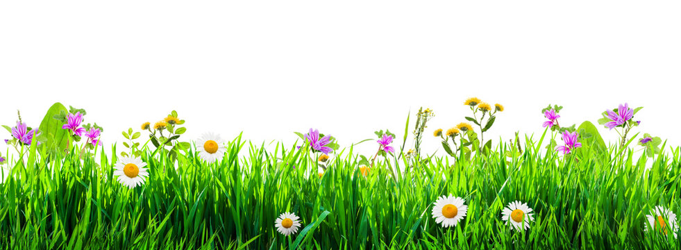 grass and wild flowers background
