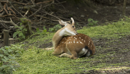 Mesopotamian, Fallow Deer (Dama dama mesopotamica) eats at the edge of the forest.