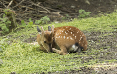 Mesopotamian, Fallow Deer (Dama dama mesopotamica) eats at the edge of the forest.