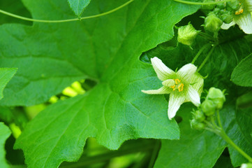 flowers and leaves of a white bryony