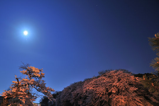 月と桜
彦根城のお堀の桜を月明りと周囲の街灯の明かりで撮影
