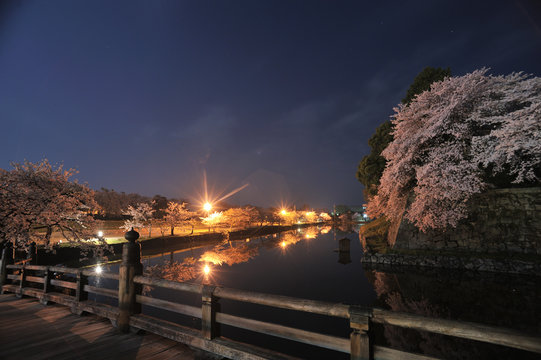 夜の大手門橋と桜
夜の彦根城の大手門橋から見た桜とお堀