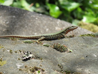 Wildlife