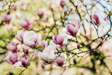 beautiful magnolia pink flowers on branches in sunny park. tender beauty of blooming tree in botanical garden in spring.space for text. amazing moment. save environment. springtime