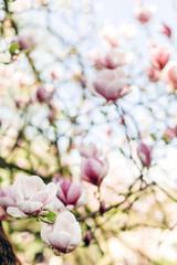 beautiful magnolia pink flowers on branches in sunny sky. tender blooming tree in botanical garden in spring.space for text. amazing moment. save environment
