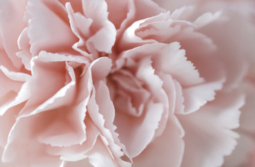 Macro pink carnation flower pastel background