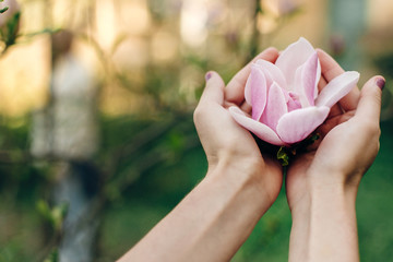 magnolia pink flower in woman hands in sunny green park. tender beauty of blooming  in botanical garden in spring. space for text. moment. relax and spa. springtime. environmental protection © sonyachny