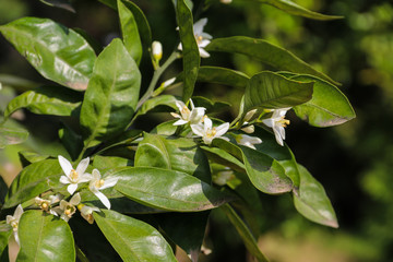 White blossom of citrus tree close-up