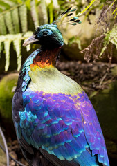 Himalayan Pheasant