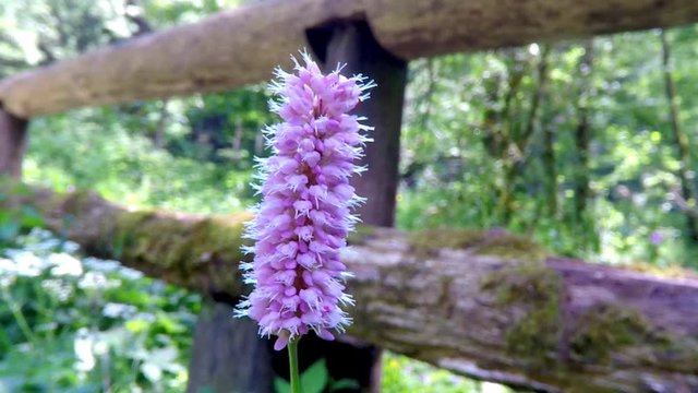 snakeroot, medicinal herb with flower