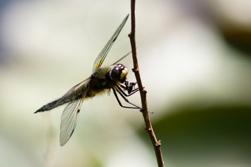 Four-Spotted Chaser