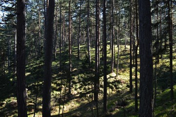 trail in the forest
