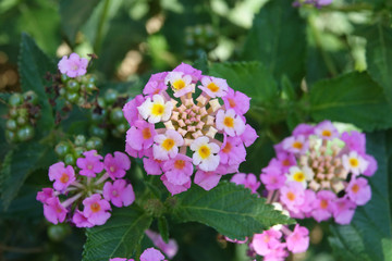 Blooming lantana ( lantana camara )