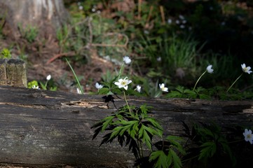 flowers in the forest
