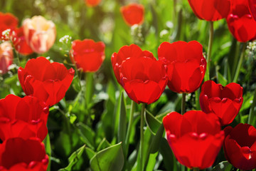 Fototapeta premium Group of beautiful red tulips growing in the garden lit by sunlight on springtime as flowers concept