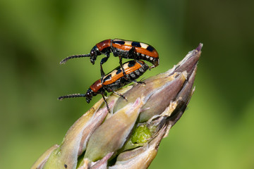 Common Asparagus Beetles (Crioceris asparagi) on Asparagus