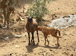 Fototapeta premium Horses in Arbatax. Sardinia. Italy