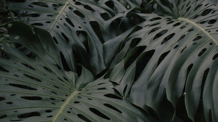 green leaves landscape