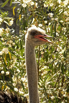 Ostrich in Arbatax. Sardinia. Italy