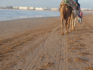 Camel trek along the coast of Essaouira, Morocco