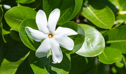 White Gardenia Taitensis flower, Tahitian gardenia.
